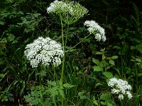 Chaerophyllum hirsutum 7, Borstelig ribzaad, Saxifraga-Ed Stikvoort : 12 juni 2024 Col du Béal en richting Chamazel