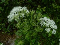 Chaerophyllum hirsutum 8, Borstelig ribzaad, Saxifraga-Ed Stikvoort : 12 juni 2024 Col du Béal en richting Chamazel