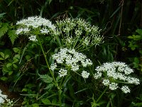 Chaerophyllum hirsutum 9, Borstelig ribzaad, Saxifraga-Ed Stikvoort : 12 juni 2024 Col du Béal en richting Chamazel