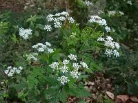 Chaerophyllum temulum 24, Dolle kervel, Saxifraga-Ed Stikvoort