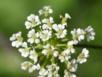 Chaerophyllum temulum 29, Dolle kervel, Saxifraga-Sonja Bouwman  891. Dolle kervel - Chaerophyllum temulum - Apiaceae familie (i)