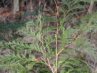 Chamaecyparis lawsoniana 2, Californische cipres, Saxifraga-Rutger Barendse