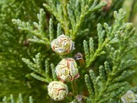 Chamaecyparis lawsoniana 3, Californische cipres, Saxifraga-Rutger Barendse
