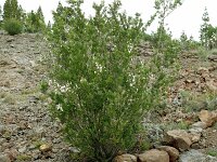 Chamaecytisus prolifer