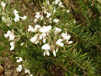Chamaecytisus prolifer 2, Saxifraga-Hans Grotenhuis