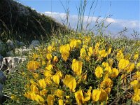 Chamaecytisus spinescens 2, Saxifraga-Jasenka Topic