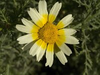 Chamaemelum mixtum 3, Saxifraga-Jan van der Straaten