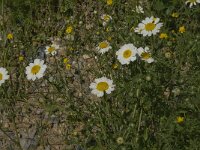 Chamaemelum mixtum 4, Saxifraga-Jan van der Straaten