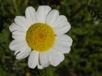 Chamaemelum mixtum 7, Saxifraga-Willem van Kruijsbergen