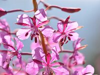 Chamaenerion angustifolium 23, Wilgenroosje, Saxifraga-Tom Heijnen