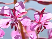 Chamaenerion angustifolium 24, Wilgenroosje, Saxifraga-Tom Heijnen