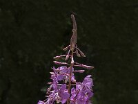 Chamaenerion angustifolium 47, Wilgenroosje, Saxifraga-Jan van der Straaten