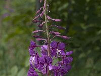 Chamaenerion angustifolium 9, Wilgenroosje, Saxifraga-Willem van Kruijsbergen