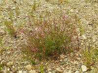 Chamaenerion angustissimum 2, Saxifraga-Hans Grotenhuis