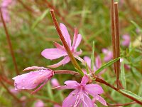 Chamaenerion angustissimum, Frankrijk, Mont Ventoux, Entrechaux (2)
