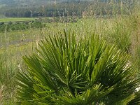 Chamaerops humilis, European Fan Palm