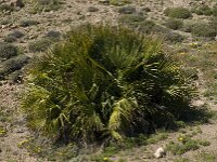 Chamaerops humilis 10, Europese dwergpalm, Saxifraga-Jan van der Straaten