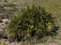 Chamaerops humilis 11, Europese dwergpalm, Saxifraga-Willem van Kruijsbergen