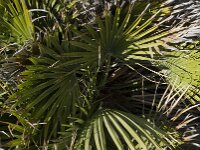 Chamaerops humilis 13, Europese dwergpalm, Saxifraga-Willem van Kruijsbergen