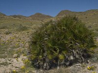 Chamaerops humilis 14, Europese dwergpalm, Saxifraga-Jan van der Straaten