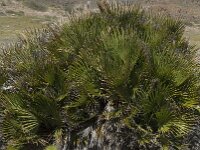 Chamaerops humilis 15, Europese dwergpalm, Saxifraga-Willem van Kruijsbergen