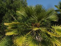 Chamaerops humilis 19, Europese dwergpalm, Saxifraga-Rutger Barendse