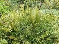 Chamaerops humilis 2, Europese dwergpalm, Saxifraga-Jan van der Straaten