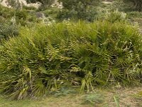 Chamaerops humilis 20, Europese dwergpalm, Saxifraga-Willem van Kruijsbergen