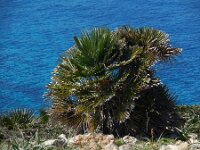 Chamaerops humilis 23, Europese dwergpalm, Saxifraga-Ed Stikvoort