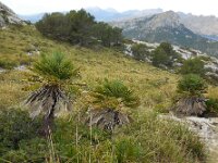 Chamaerops humilis 24, Europese dwergpalm, Saxifraga-Ed Stikvoort