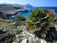 Chamaerops humilis 25, Europese dwergpalm, Saxifraga-Ed Stikvoort