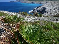 Chamaerops humilis 26, Europese dwergpalm, Saxifraga-Ed Stikvoort