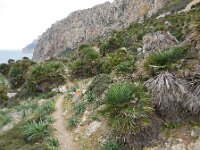 Chamaerops humilis 27, Europese dwergpalm, Saxifraga-Ed Stikvoort