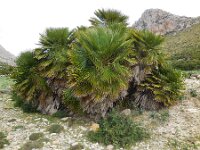 Chamaerops humilis 28, Europese dwergpalm, Saxifraga-Ed Stikvoort