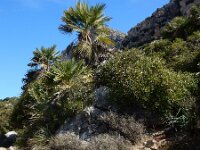 Chamaerops humilis 29, Europese dwergpalm, Saxifraga-Peter Meininger