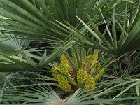 Chamaerops humilis 3, Europese dwergpalm, Saxifraga-Rutger Barendse