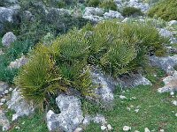 Chamaerops humilis 30, Europese dwergpalm, Saxifraga-Harry Jans