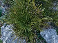 Chamaerops humilis 31, Europese dwergpalm, Saxifraga-Harry Jans