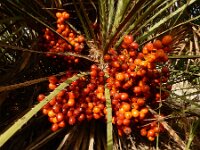 Chamaerops humilis 32, Europese dwergpalm, Saxifraga-Ed Stikvoort