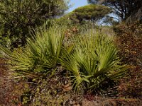 Chamaerops humilis 33, Europese dwergpalm, Saxifraga-Ed Stikvoort
