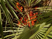 Chamaerops humilis 34, Europese dwergpalm, Saxifraga-Ed Stikvoort