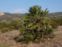 Chamaerops humilis 35, Europese dwergpalm, Saxifraga-Ed Stikvoort