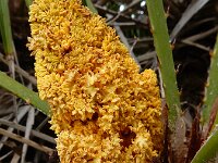 Chamaerops humilis 36, Europese dwergpalm, Saxifraga-Ed Stikvoort