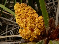 Chamaerops humilis 37, Europese dwergpalm, Saxifraga-Ed Stikvoort