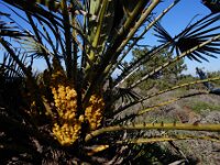Chamaerops humilis 38, Europese dwergpalm, Saxifraga-Ed Stikvoort