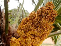 Chamaerops humilis 39, Europese dwergpalm, Saxifraga-Ed Stikvoort