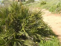 Chamaerops humilis 5, Europese dwergpalm, Saxifraga-Jan van der Straaten