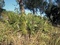 Chamaerops humilis 7, Europese dwergpalm, Saxifraga-Rob Felix