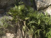Chamaerops humilis 8, Europese dwergpalm, Saxifraga-Jan van der Straaten