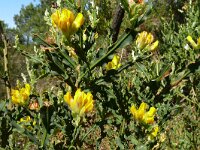 Chamaespartium tridentata 4, Saxifraga-Hans Grotenhuis